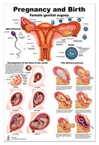 pregnancy and birth poster 24 x 36 heavy plastic and dry erase compatible
