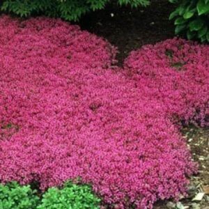 outsidepride perennial thymus serpyllum magic carpet dwarf creeping thyme ground cover plants - 500 seeds