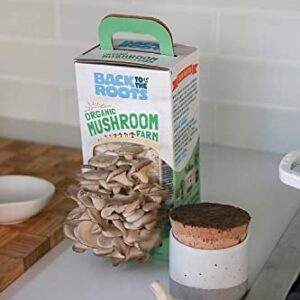 Back to the Roots Organic Oyster Mushroom Grow Kit, Harvest Gourmet Mushrooms In 10 Days