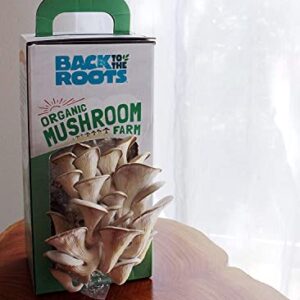 Back to the Roots Organic Oyster Mushroom Grow Kit, Harvest Gourmet Mushrooms In 10 Days