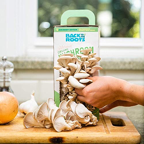 Back to the Roots Organic Oyster Mushroom Grow Kit, Harvest Gourmet Mushrooms In 10 Days