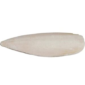 4-inch cuttlebone (bulk) / 25pc box