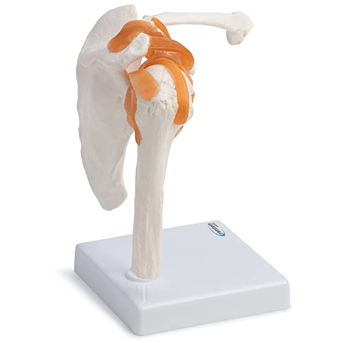 Cranstein Scientific A-332 Shoulder Joint Model - Anatomy, Skeleton