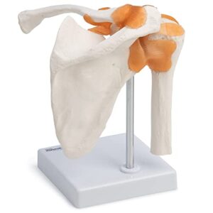 Cranstein Scientific A-332 Shoulder Joint Model - Anatomy, Skeleton