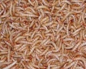 10,000 live mealworms, reptile, birds, chickens, fish food (large)