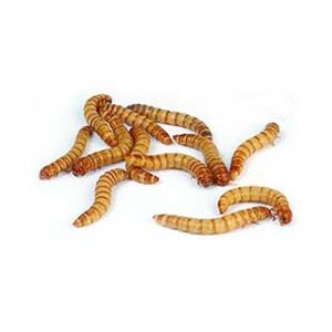 2000 live mealworms, reptile, birds, chickens, fish food (large)
