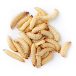 galleria mellonella live waxworms for feeding reptiles, fishing, birds, and chickens (250) | live arrival guaranteed by dbdpet