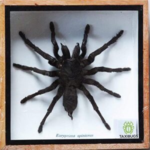 taxibugs real eurypeima spincrus tarantula spider taxidermy boxed insect display