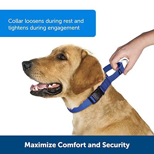 PetSafe Martingale Collar with Quick Snap Buckle, 1" Large, Royal Blue