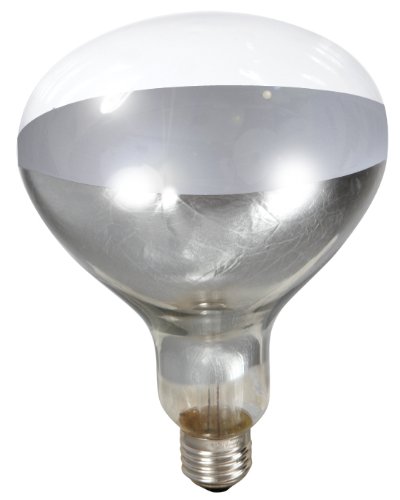 Little Giant® Bulb for Brooder Lamp | Heat Lamp | 6000 Hour Life | 250 Watt | Clear Bulb