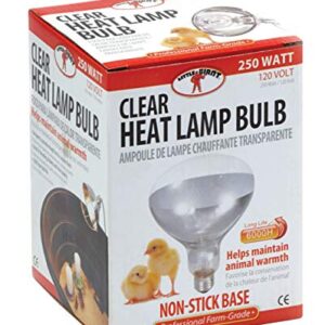 Little Giant® Bulb for Brooder Lamp | Heat Lamp | 6000 Hour Life | 250 Watt | Clear Bulb