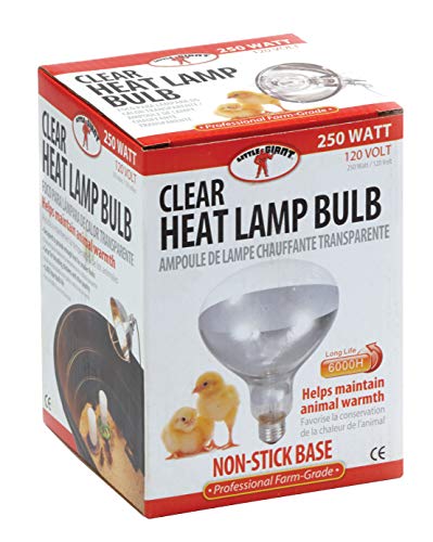 Little Giant® Bulb for Brooder Lamp | Heat Lamp | 6000 Hour Life | 250 Watt | Clear Bulb