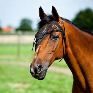 Horze Simple Lightweight Insect and Fly Veil for Sensitive Horses - No Halter Needed - Black - M