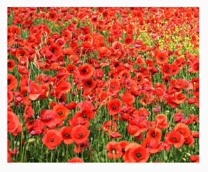 red flanders poppies - 50,000 flanders poppy seeds - marde ross & company