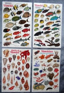 "hawaii's shells & fish" waterproof id cards, set of 2
