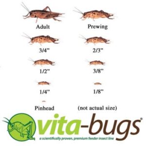 timberline vita-bugs 1/4" live crickets, count of 500, 500 ct