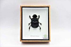 real exotic elephant dung beetle specimen (heliocopris dominus) female - preserved taxidermy insect bug collection framed in a wooden box as pictured