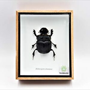 Real Exotic Elephant Dung Beetle Specimen (Heliocopris Dominus) FEMALE - Preserved Taxidermy Insect Bug Collection Framed in a Wooden Box as Pictured