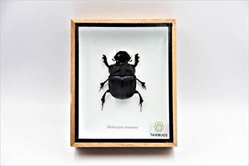 Real Exotic Elephant Dung Beetle Specimen (Heliocopris Dominus) FEMALE - Preserved Taxidermy Insect Bug Collection Framed in a Wooden Box as Pictured