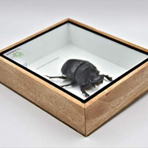 Real Exotic Elephant Dung Beetle Specimen (Heliocopris Dominus) FEMALE - Preserved Taxidermy Insect Bug Collection Framed in a Wooden Box as Pictured