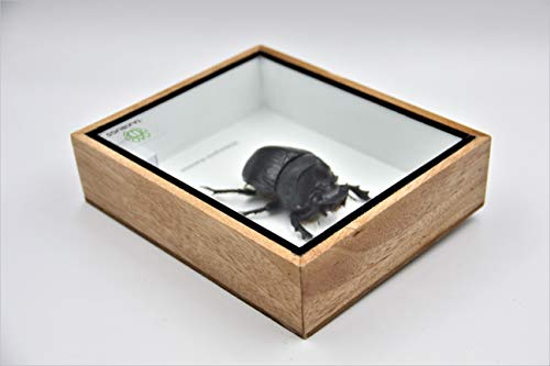 Real Exotic Elephant Dung Beetle Specimen (Heliocopris Dominus) FEMALE - Preserved Taxidermy Insect Bug Collection Framed in a Wooden Box as Pictured