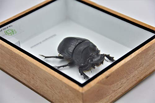 Real Exotic Elephant Dung Beetle Specimen (Heliocopris Dominus) FEMALE - Preserved Taxidermy Insect Bug Collection Framed in a Wooden Box as Pictured