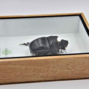 Real Exotic Elephant Dung Beetle Specimen (Heliocopris Dominus) FEMALE - Preserved Taxidermy Insect Bug Collection Framed in a Wooden Box as Pictured