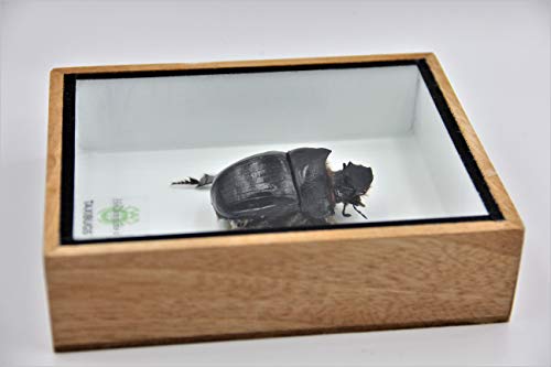 Real Exotic Elephant Dung Beetle Specimen (Heliocopris Dominus) FEMALE - Preserved Taxidermy Insect Bug Collection Framed in a Wooden Box as Pictured