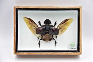 real exotic elephant dung beetle (heliocopris dominus (bates, 1868) open wings female – preserved taxidermy insect bug collection framed in a wooden box as pictured