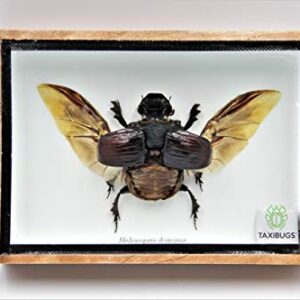 Real Exotic Elephant Dung Beetle (Heliocopris dominus (Bates, 1868) Open Wings Female – preserved taxidermy insect bug collection framed in a wooden box as pictured