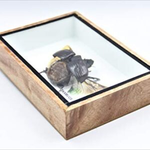 Real Exotic Elephant Dung Beetle (Heliocopris dominus (Bates, 1868) Open Wings Female – preserved taxidermy insect bug collection framed in a wooden box as pictured