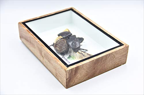 Real Exotic Elephant Dung Beetle (Heliocopris dominus (Bates, 1868) Open Wings Female – preserved taxidermy insect bug collection framed in a wooden box as pictured