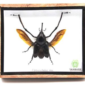 Real Exotic Giant Long Leg Weevil Snout Beetle (Cyrtotracheulus Dux) Male- Taxidermy Insect Bug Collection Framed in a Wooden Box as Pictured (Spread Wings)