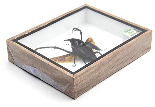 Real Exotic Giant Long Leg Weevil Snout Beetle (Cyrtotracheulus Dux) Male- Taxidermy Insect Bug Collection Framed in a Wooden Box as Pictured (Spread Wings)