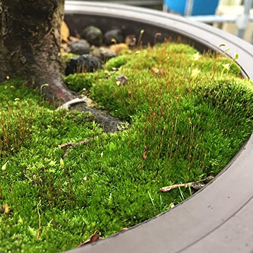 Moss Spores for Bonsai Trees - Covers Up to Three Square Feet, Bright Green Velvet Kyoto Bonsai Moss That is Weed Free, Indefinite Shelf Life