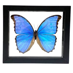 real butterfly morpho didius insect taxidermy frame with double side glass front