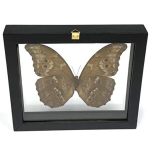 REAL BUTTERFLY MORPHO DIDIUS INSECT TAXIDERMY FRAME WITH DOUBLE SIDE GLASS FRONT