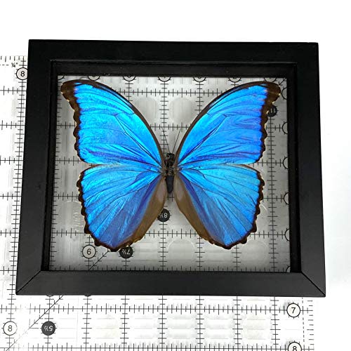 REAL BUTTERFLY MORPHO DIDIUS INSECT TAXIDERMY FRAME WITH DOUBLE SIDE GLASS FRONT