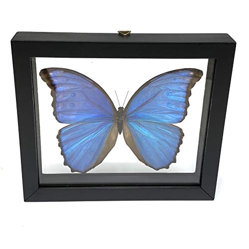 REAL BUTTERFLY MORPHO DIDIUS INSECT TAXIDERMY FRAME WITH DOUBLE SIDE GLASS FRONT