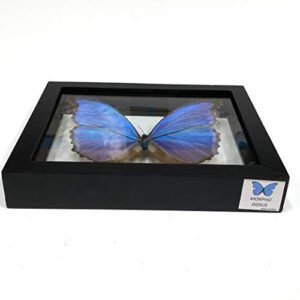 REAL BUTTERFLY MORPHO DIDIUS INSECT TAXIDERMY FRAME WITH DOUBLE SIDE GLASS FRONT