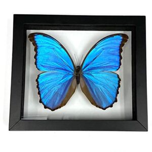 REAL BUTTERFLY MORPHO DIDIUS INSECT TAXIDERMY FRAME WITH DOUBLE SIDE GLASS FRONT