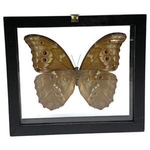 REAL BUTTERFLY MORPHO DIDIUS INSECT TAXIDERMY FRAME WITH DOUBLE SIDE GLASS FRONT