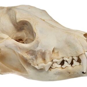 Real Bone Coyote Skull