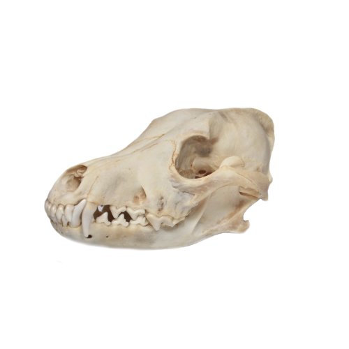 Real Bone Coyote Skull