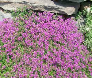 thyme creeping thyme bulk 15,000 seeds great garden herb by seed kingdom