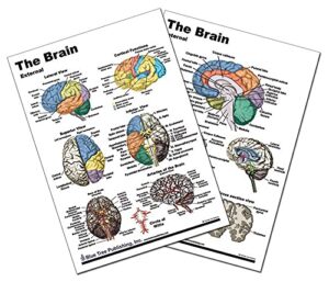 brain anatomical chart