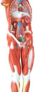 Wellden Product Anatomical Human Muscular Figure Model, 27-part, 1/2 Life Size, Numbered