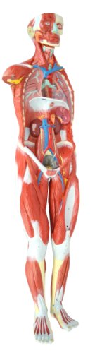 Wellden Product Anatomical Human Muscular Figure Model, 27-part, 1/2 Life Size, Numbered