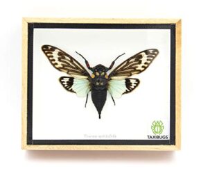 real exotic cicada opens wings - taxidermy collection framed in a wooden box as pictured (blue wings, wooden box)