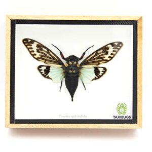 Real Exotic Cicada Opens Wings - Taxidermy Collection Framed in a Wooden Box As Pictured (Blue Wings, Wooden Box)